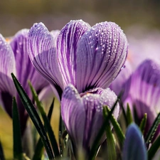 Close, crocuses, drops, purple