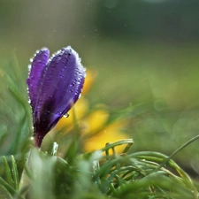 crocus, Colourfull Flowers, drops, Violet