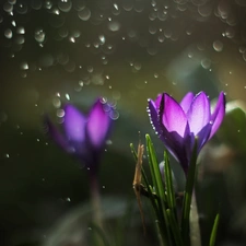 crocus, Colourfull Flowers, drops, Violet