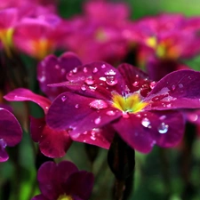 drops, Pink, Flowers