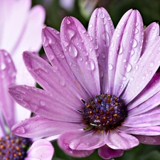 Violet, African, drops, daisy