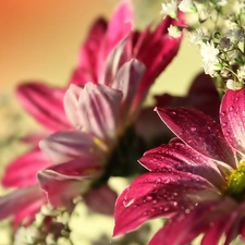 gerberas, drops