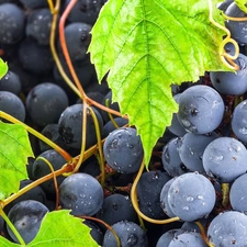 Mature, Leaf, drops, Grapes