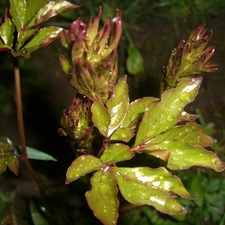 Peonies, Flowers, drops, Leaf