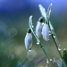 snowdrops, Flowers, drops, White