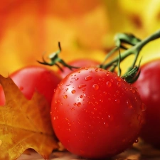 tomatoes, oak, drops, leaf
