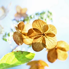 Colourfull Flowers, hydrangea, dry