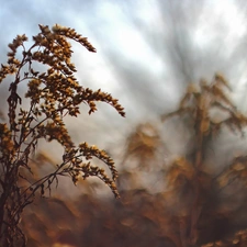 Goldenrod, Flowers, dry, Yellow