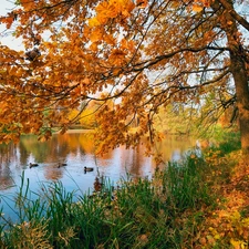 ducks, trees, Leaf, viewes, Yellowed, Pond - car, autumn, oaks