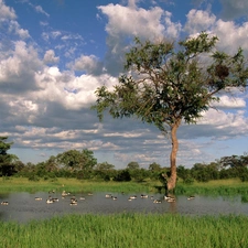 ducks, Sky, trees, viewes, Pond - car