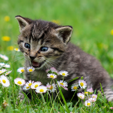 small, kitten, daisies, dun