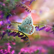 Flowers, butterfly, Dusky Icarus