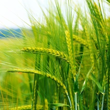 Ears, corn, cereals