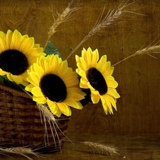 Ears, cereals, basket, Nice sunflowers, wicker