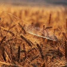 corn, Web, blur, Ears