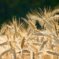 corn, Ears