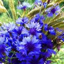 Ears, bouquet, cornflowers