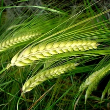 cereals, green ones, Ears