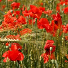 Ears, Field, papavers