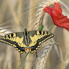 butterfly, Oct Queen, Ears, red weed, corn