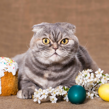 Scottish Fold Cat, Easter Cake, Easter, eggs
