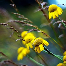 echinacea