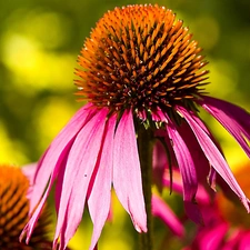 echinacea