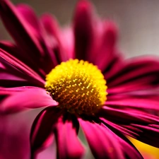 echinacea, Pink, Flower