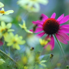 Colourfull Flowers, Pink, echinacea