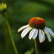 Colourfull Flowers, White, echinacea