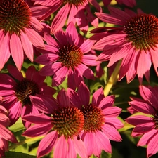 Pink, echinacea