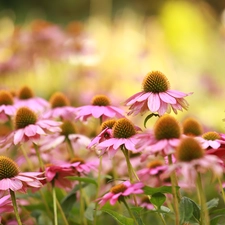 Pink, Flowers, rapprochement, echinacea