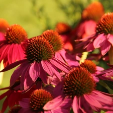 Pink, echinacea