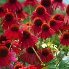 Red, echinacea