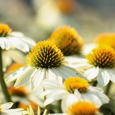 echinacea, Flowers, White