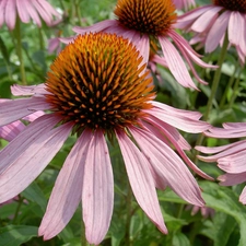 echinacea