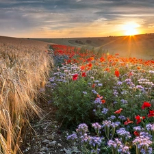 emerging, sun, corn, papavers, Field