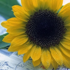Sunflower, addressed, Envelopes, decorated