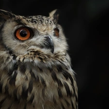 owl, Eurasian Eagle-Owl
