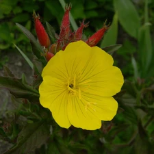 Buds, Colourfull Flowers, Evening Primrose