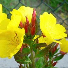 beautiful, Evening primrose decorative