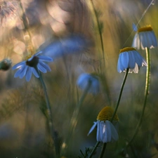 evening, chamomile, Meadow