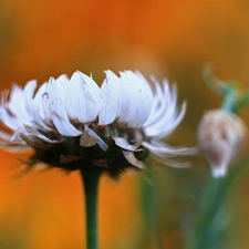 Colourfull Flowers, Kocanka garden, everlasting