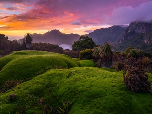 sun, The Hills, Plants, west, Australia, exotic, Fog