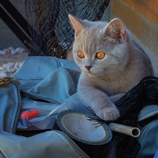 British Shorthair Cat, Eyes, bag, honey