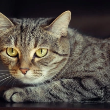 Eyes, Gray, kitten