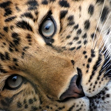 Leopards, Eyes