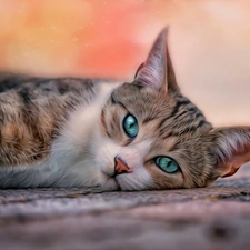 lying, turquoise, Eyes, cat