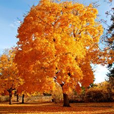 viewes, Yellow, fallen, foliage, autumn, trees