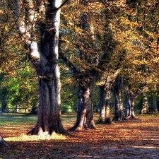 alley, autumn, fallen, Leaf, oaks, Park